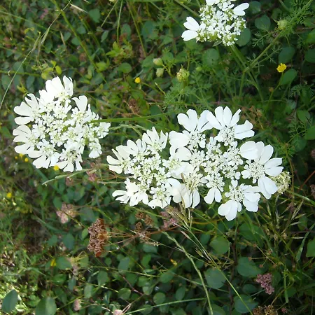 公寓 Branko